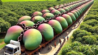 How Giant Agricultural Machines Harvest Millions Of Tons Of Fruits And Vegetables [upl. by Edie]