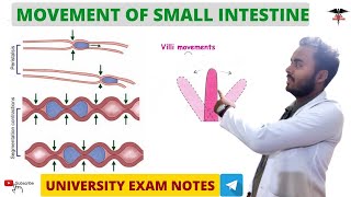 Movement of Small Intestine  Digestive System physiology Nursing DMLT  BMLT  MBBS Lecturer [upl. by Cown]