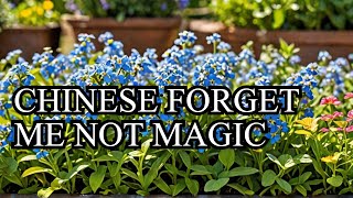 quot🌿 Transform Your Garden with Chinese Forget Me Nots Easy Care Tips Inside 🌼quot [upl. by Nemzzaj]