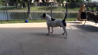 American bulldog barking Eddie [upl. by Spooner]