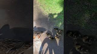 Ducklings nature funny animals duet animal comedy shortvideos memes travel shorts short [upl. by Isador]