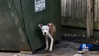 Emaciated dog found tied to dumpster in park [upl. by Hannover]