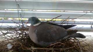 Houtduif nest met 2 jongen  Common Wood pidgeon nest with 2 hatchlings  België  Belgium [upl. by Brewer]