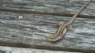 Dwarf Keeled Tegu Lizard in Barbados [upl. by Issim]