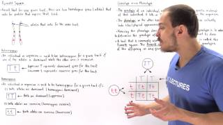 Genotypes Phenotypes and Punnett Square [upl. by Redlac]