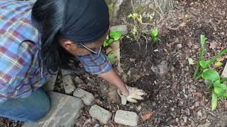 Adding 8 perennials to the garden storm clean up and fixing pathway [upl. by Onileva955]