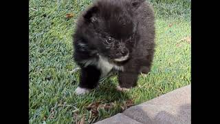 1 month old Pomeranian puppies playing in the yard [upl. by Airoled]