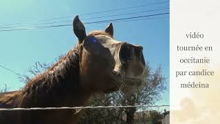 LE CHEVAL qui HENNIT🐎 LE CRI du CHEVAL🐴spécial JUMENTS [upl. by Collar]