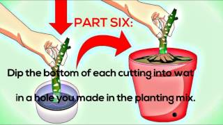 How to Grow Plumeria from Cuttings Plumeria Tips Frangipani [upl. by Merriott383]