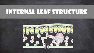 Internal Structure of a Leaf  Plant Biology [upl. by Nylirem327]