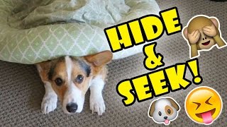 CORGI DOG PLAYS HIDE AND SEEK WITH ME [upl. by Sallad]