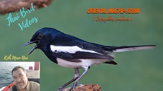 Birds Birding Thailand with The Oriental Magpie Robin Copsychus saularis [upl. by Ydnat]