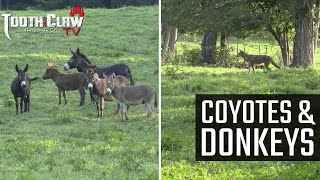 Coyotes and Donkeys  Coyote Hunting [upl. by Sanez]