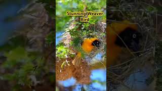 Stunning weaver bird nesting weaverbird youtubeshort [upl. by Neelrad296]