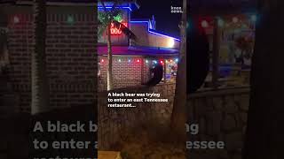 No Reservations Black bear tries to enter restaurant in gatlinburgtn [upl. by Ahsieka]