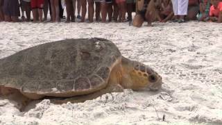 Rehabilitated loggerhead sea turtle released on Anna Maria Island [upl. by Harimas]