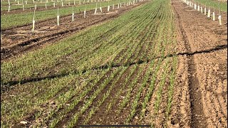 Organic Almond Orchard  Winter Beardless Wheat Cover Crop [upl. by Niemad715]