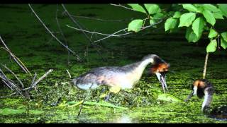 Great Crested Grebe Podiceps cristatus nesting  Haubentaucher nistet 6 [upl. by Quintessa]