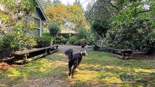 Harley the bordoodle obsessed with a new exercise routine 💪😎 [upl. by Tilford447]