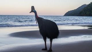 Southern Cassowaries Casuarius casuarius at Etty Bay Queensland Australia [upl. by Llenahc]