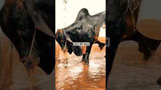 Karachi Cow Mandi 2025  Ahmed Cattle Farm  Malir Mandi Update shorts cowvideos cowmandi cow [upl. by Isdnil]