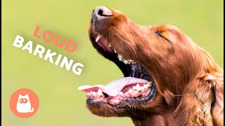 Dogs BARKING LOUD Compilation 🐶🔊 See How Your DOG REACTS [upl. by Eimmit]