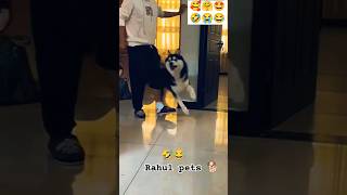 Funny cheating 🤣😂😂 rahulpets love funnydogs shortsfeed doglover funny shortsviral [upl. by Madlin]