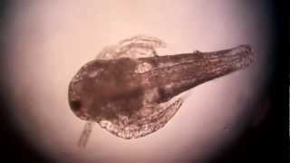 Artemia Nauplius Larva Mag 100 X [upl. by Faythe]