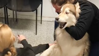 Huskys freaking out when realize he is in the vet 🤣 Funny Dogs Reaction [upl. by Oiratnom]