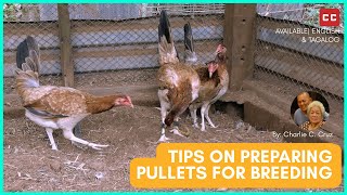 Tips on Preparing Pullets for Breeding [upl. by Cherian995]