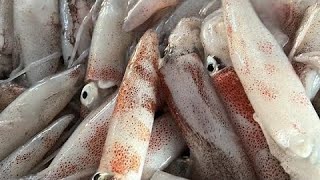 Pakistan Fish Market  HIFAA SEAFOODS  PAKISTAN 🇵🇰 [upl. by Countess407]