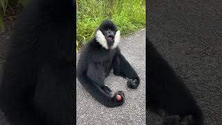 Fruitful Fun with a Gibbon short animalplanet cuteanimal [upl. by Raffaj]