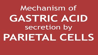 Mechanism of Gastric Acid secretion by Parietal Cells  Dr Shikha Parmar [upl. by Karoline]