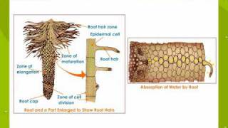 Absorption root [upl. by Niattirb350]