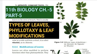 Class 11 BiologyCh5 Part5Types of leaves phyllotaxy amp its modificationsStudy with Farru [upl. by Spector307]