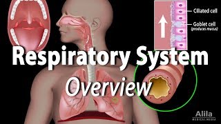 Overview of the Respiratory System Animation [upl. by Aysab]