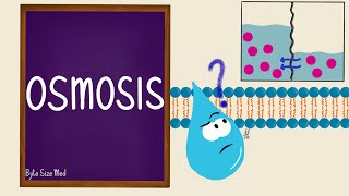 Osmosis  Osmolarity  Osmotic Equilibrium  Transport Across the Cell Membrane  Cell Physiology [upl. by Okiruy633]