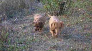 PERROS SALCHICHAS VIDEO quotCANCION PERRO SALCHICHAquot [upl. by Mccord608]