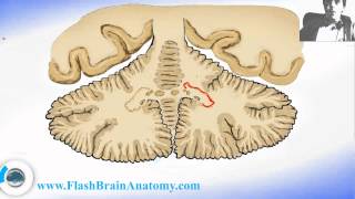 Brain Anatomy Cerebellar Nuclei Section [upl. by Anyk983]