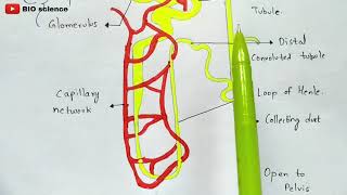 Mechanism of urine formation  Glomerular filtration Tubular reabsorption Tubular secretion [upl. by Lewap]