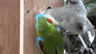 Cockatiel making a nuisance of himself with two Turquoise Parrots [upl. by Oilisab643]