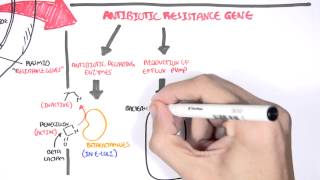 Microbiology  Bacteria Antibiotic Resistance [upl. by Akiam433]