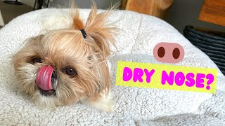 Shih Tzu puppy had a dry nose What did we do Dog nose care tips [upl. by Sitoiganap574]