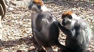 Mono quitando y comiendo piojos  Zoo de Barcelona 2012 [upl. by Shaia]