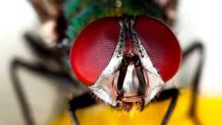 10 Incredible Advances In Biomimicry [upl. by Iffar]