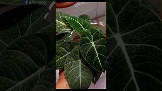 Repot Alocasias for Better Growth  Alocasia Plant Care Indoors [upl. by Mossberg]