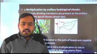 BIOCH 311 Lecture No 8 Micropropagation methods Organogenesis and Embryogenesis [upl. by Fleta350]