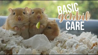 Basic Gerbil Care [upl. by Coney71]