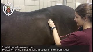 Physical examination of the horse [upl. by Abihsot965]