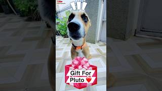 Gift For Pluto ❤️  550 dog cat pitbull minivlog [upl. by Nolram]